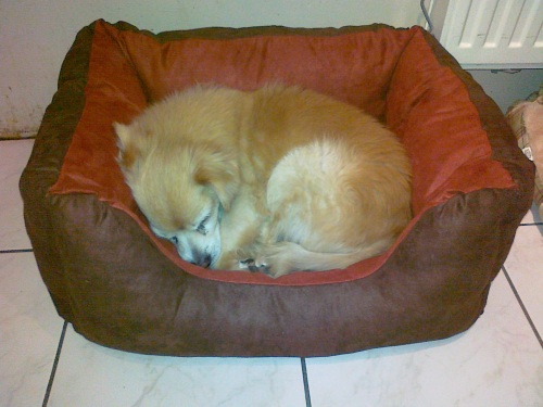 Opa im Kuschelkörbchen.jpg