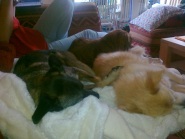 Kuscheln mit Damon und Mafi.jpg