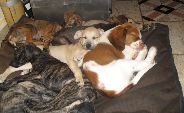 Siesta der Baby-Gang 1.jpg