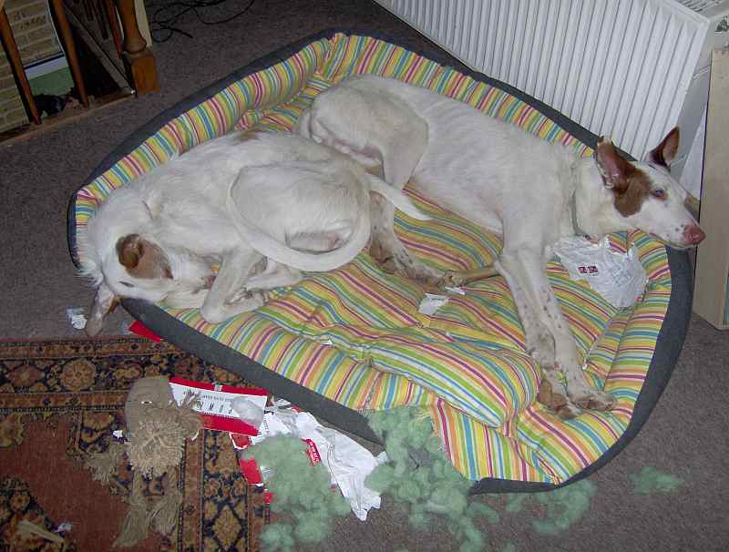 Hundis030211_1.jpg