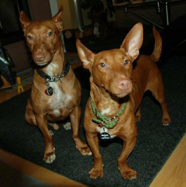 Bossi+NelsonHaM.jpg