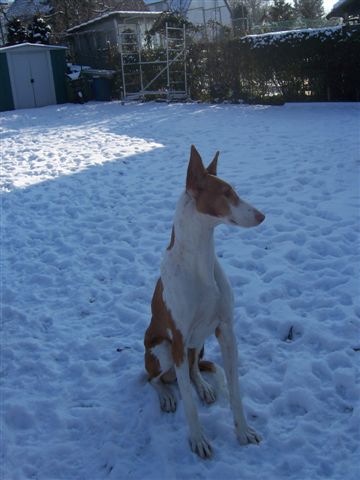 Schnee 025.jpg