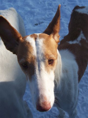 Schnee 042.jpg