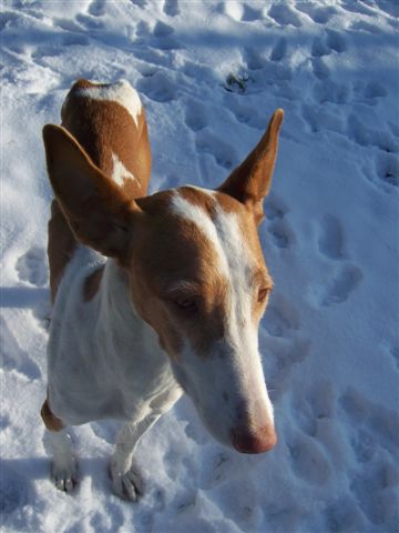 Schnee 035.jpg