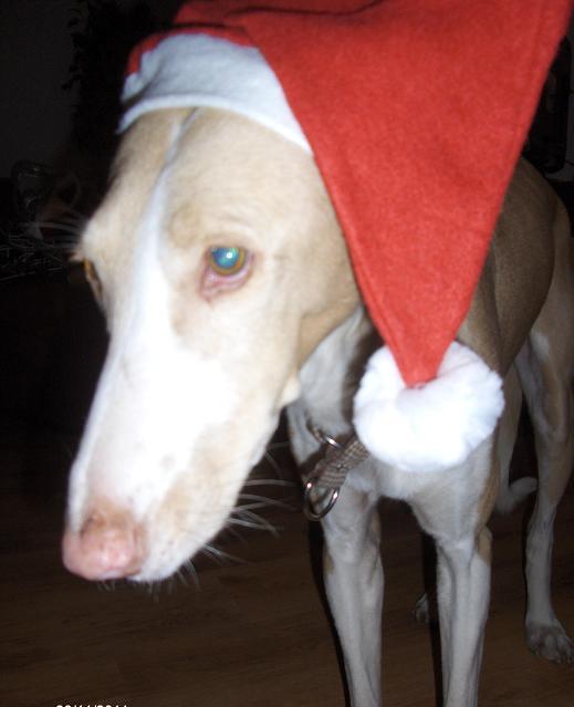 Maria 2 Weihnacht.JPG
