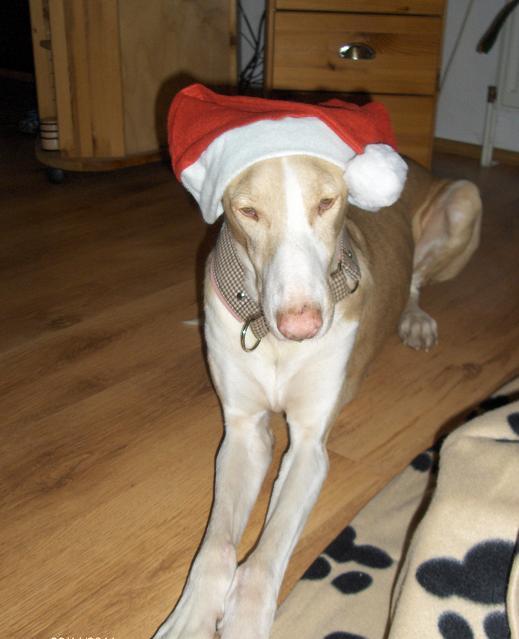 Maria 1 Weihnacht.JPG