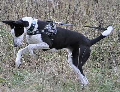 Jagd2.jpg