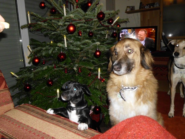 29.12.2011_1.jpg