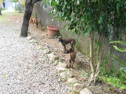 Barby & Sancho.jpg
