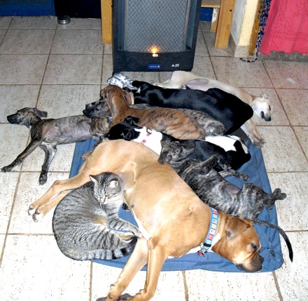 %22Hundehaufen%22 mit Katze.JPG