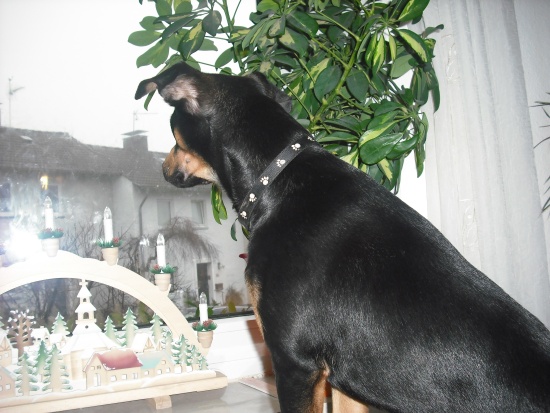 Lucky 09. 01 (19)k9.jpg