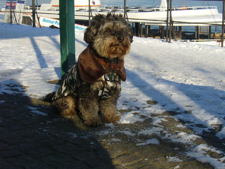 Balou006.jpg