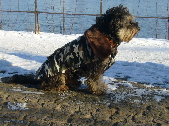 Balou007.jpg
