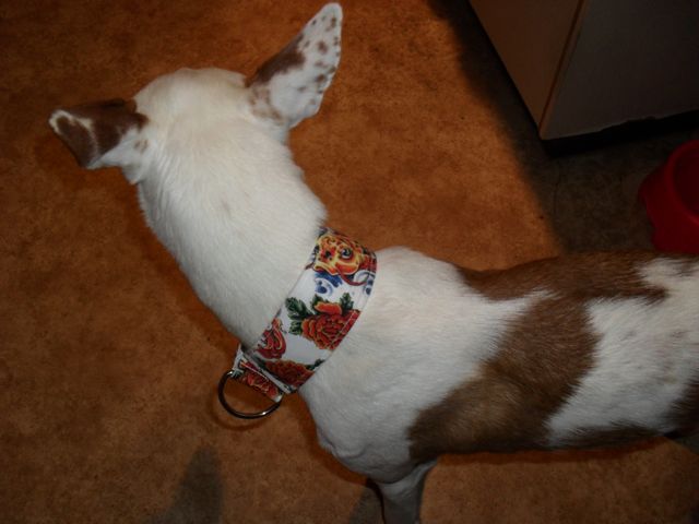 SAM_0152.jpg