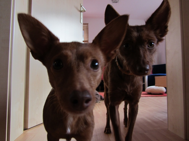 Rosa_20.01.2012_07.jpg