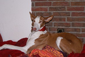 märzbilder 041 (Kopie).JPG