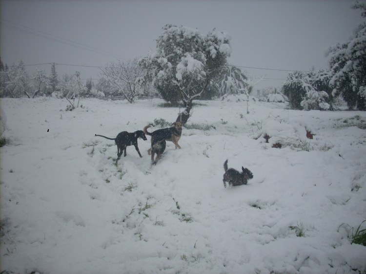 Eigentlich ganz witzig dieser Schnee, finden die anderen übrigens auch.jpg