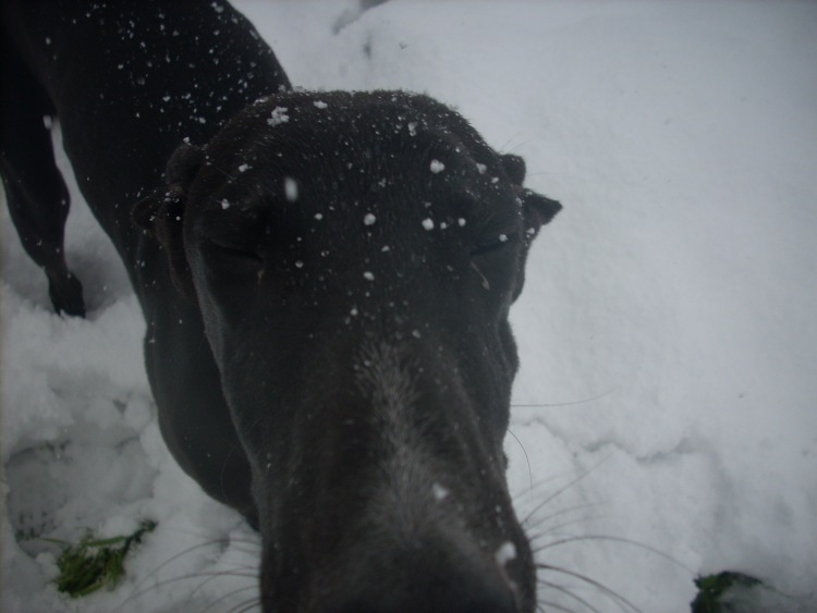 Ich mach jetzt die Augen zu und zähl bis drei, dann ist der Schnee wieder weg.jpg