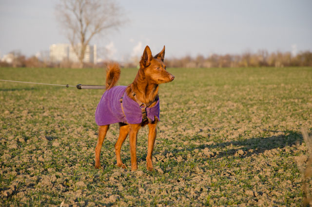 Rosa_2012_02_04_121.jpg