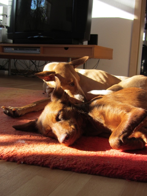 Rosa_06.02.2012 151.jpg