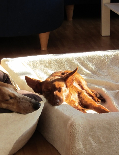 Rosa_06.02.2012 154.jpg