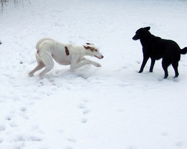 schnee 008.jpg