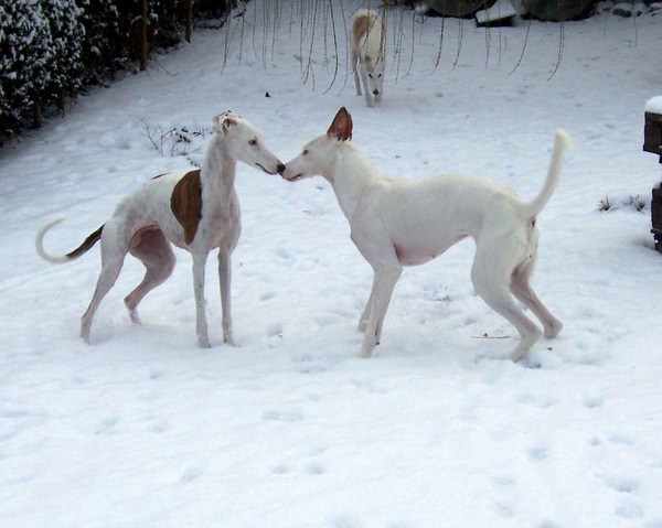 schnee 011.jpg