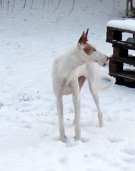 schnee 015.jpg
