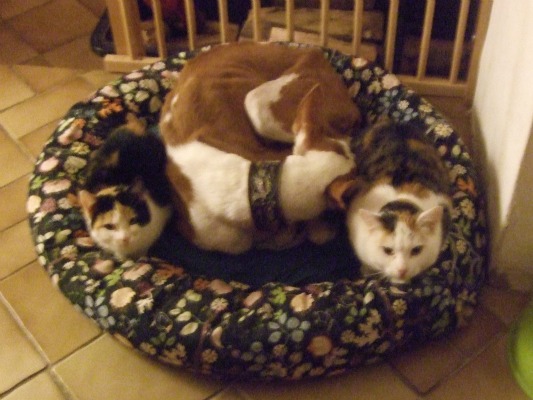 CatLove.jpg