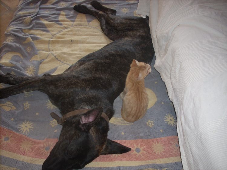 Ginger + Hoss.jpg