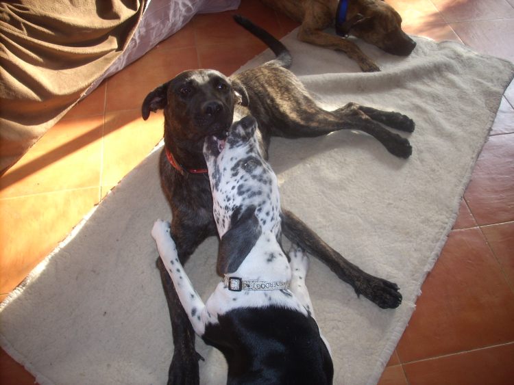 Ginger + Carlotta.jpg