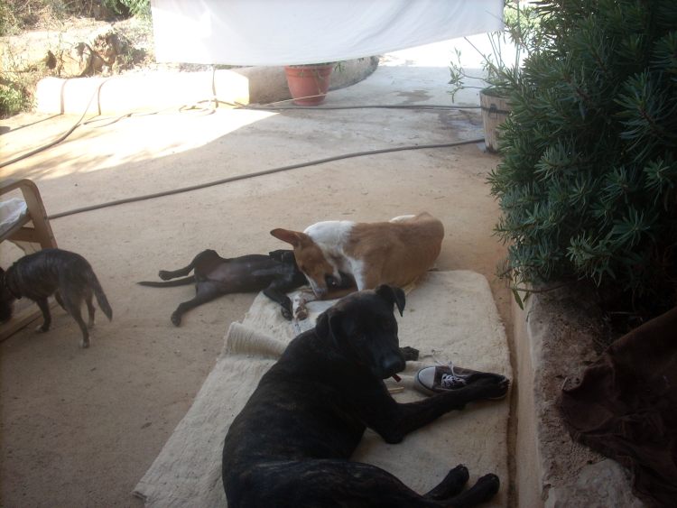 Ginger mit Finn + Indiana.jpg