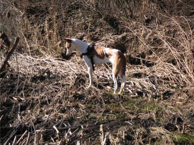 PICT0036.JPG