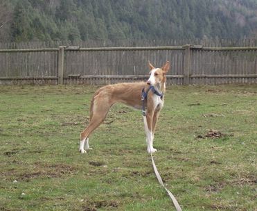 scheues Reh oder Podi?