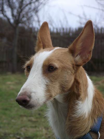 sieht noch ganz schön müde aus...