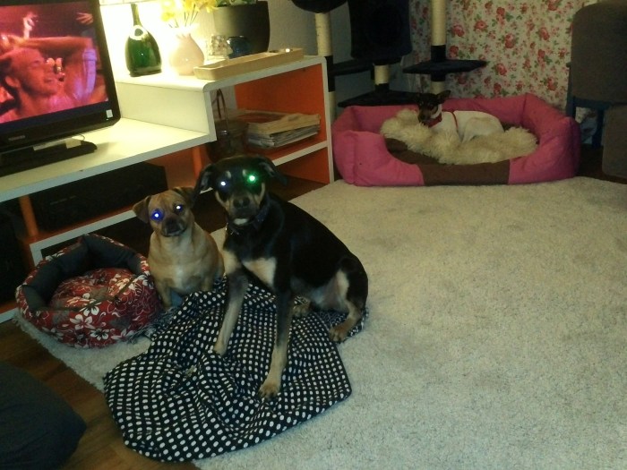 Lola und Ferdi gucken in die Röhre.jpg