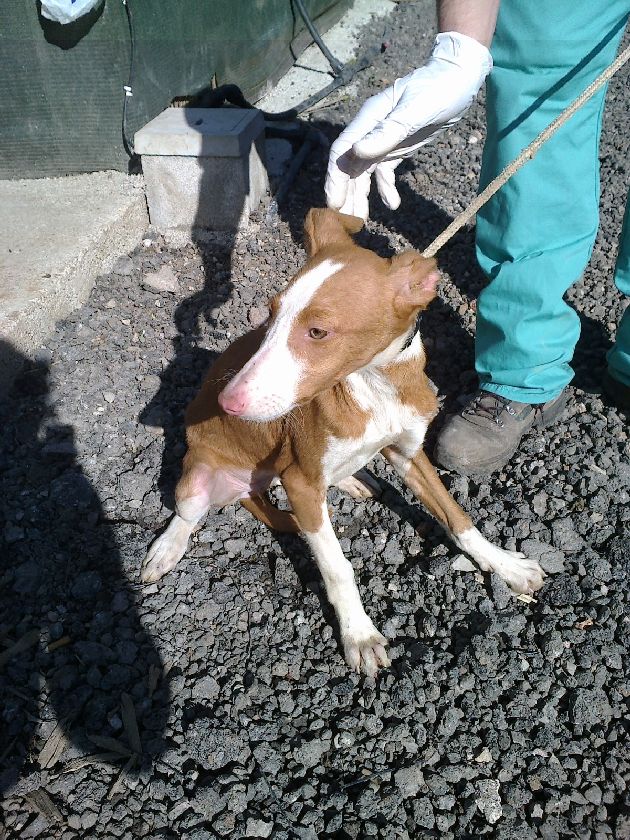 cachorrohembra1_700.jpg