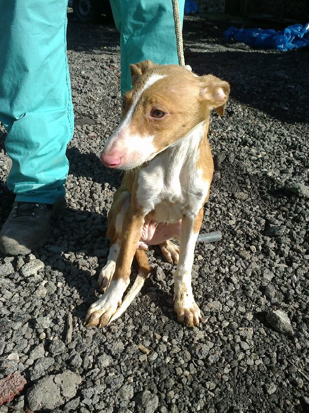 cachorrohembra2_700.jpg