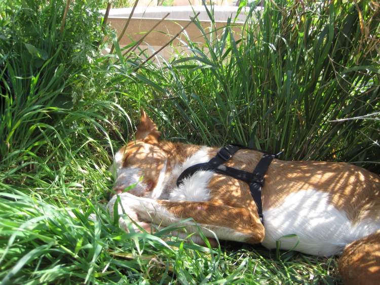 Mücke im Gras II.jpg
