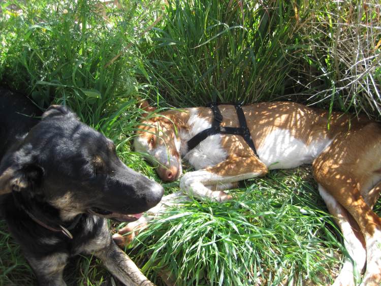 Lemmy + Mücke im Gras.jpg