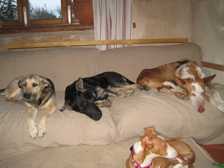 Das Boot, ähh Sofa ist voll.jpg