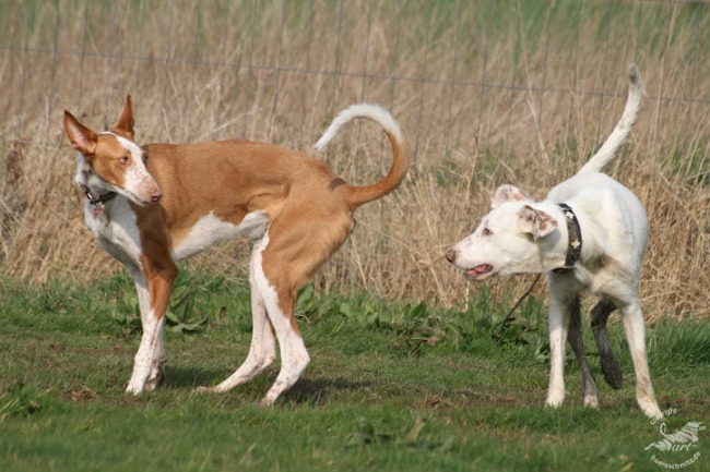 24. 03. 12 Wiesen Besuch (36)k10.jpg