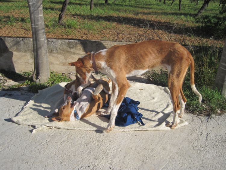 Indiana + Mücke II.jpg