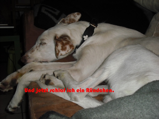 DSCF0012 k9.jpg