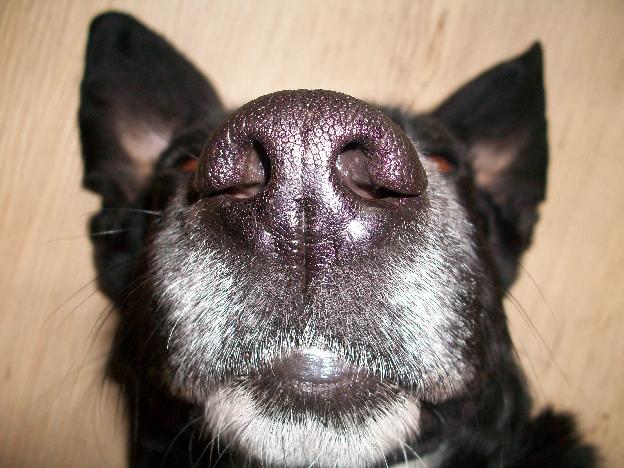 ham2.JPG