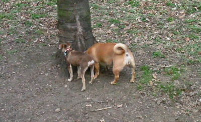 Lola hat nen dicken Hintern!.jpg