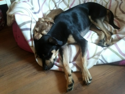 Schmusen.jpg