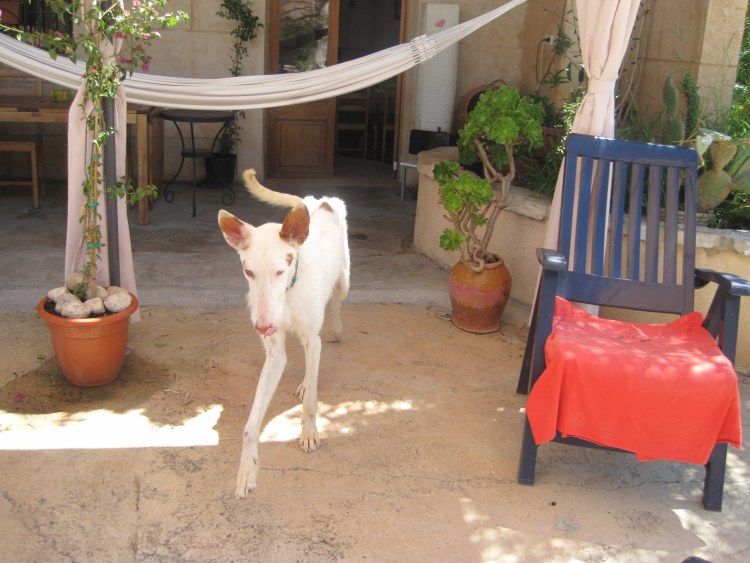 Pelvis auf der Terrasse.jpg