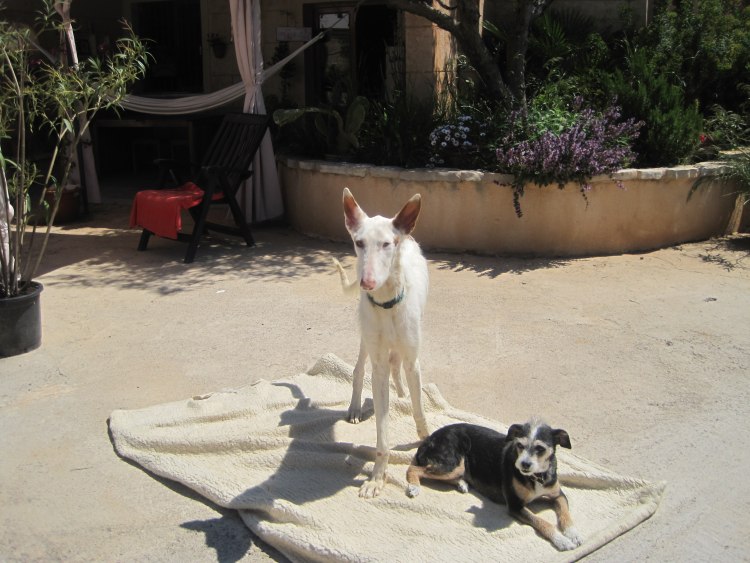 Pelvis mit Lily Mae.jpg