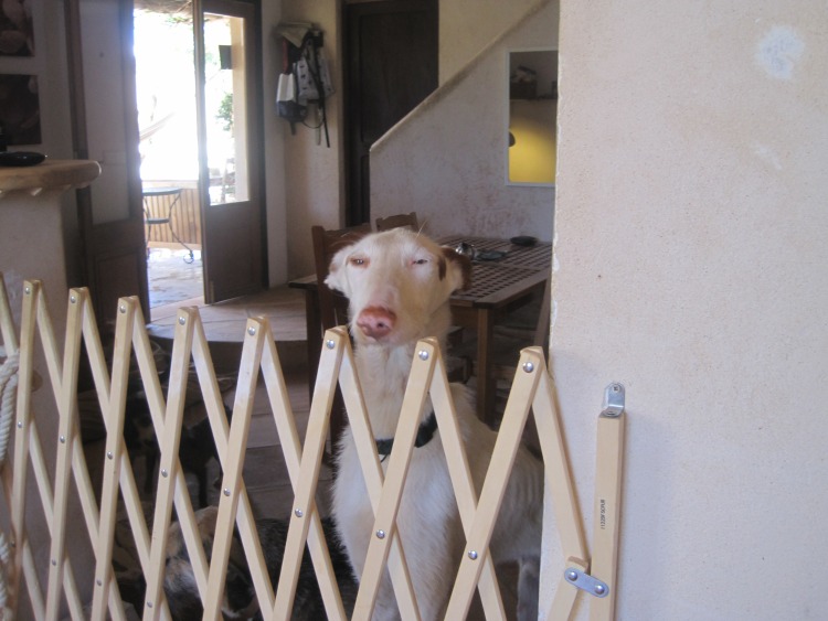 Checking out the kitchen.jpg